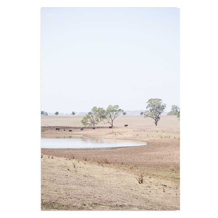 The Drought no.2 - The Hunter Valley