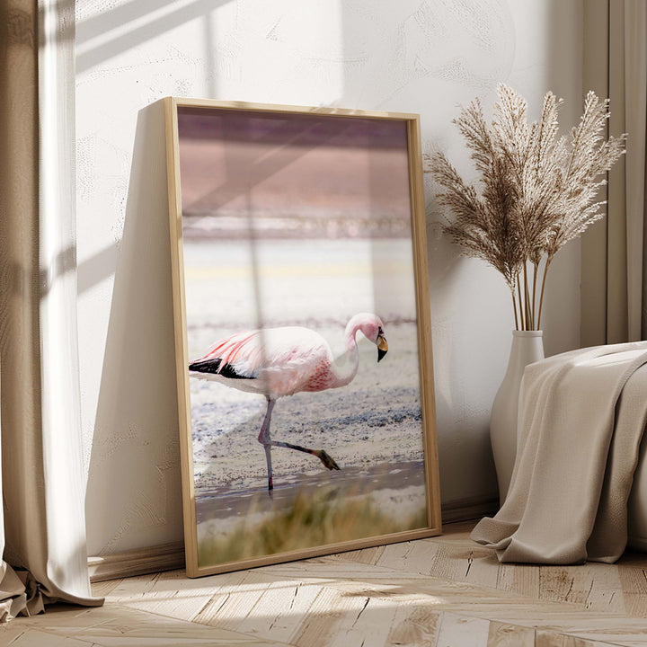 Flamingo - Bolivia