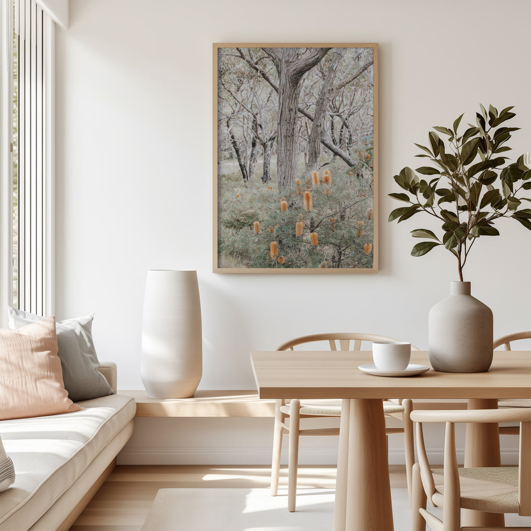 Banksia III - Frazer Beach