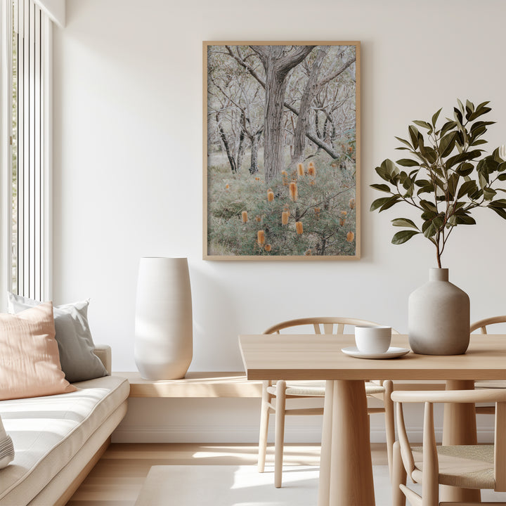 Banksia III - Frazer Beach