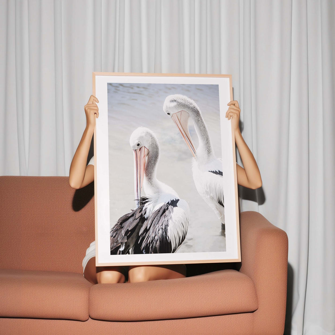 Pelicans