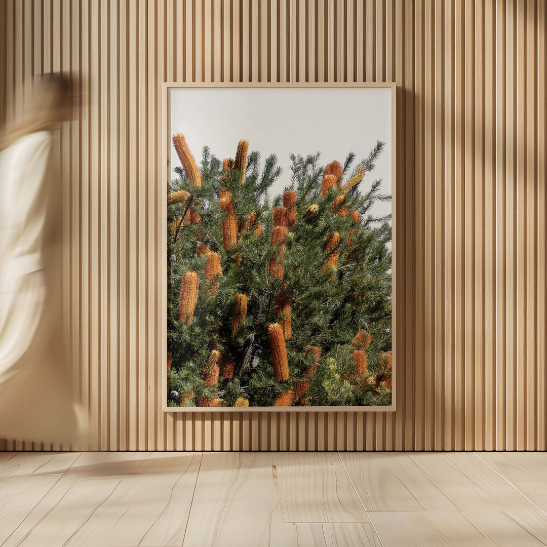 Wild Banksia I