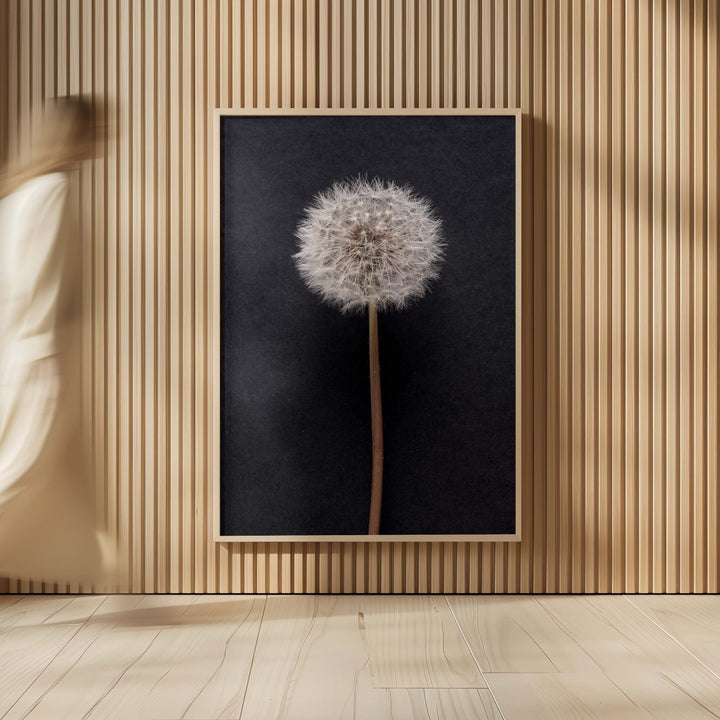 Dandelion no.3