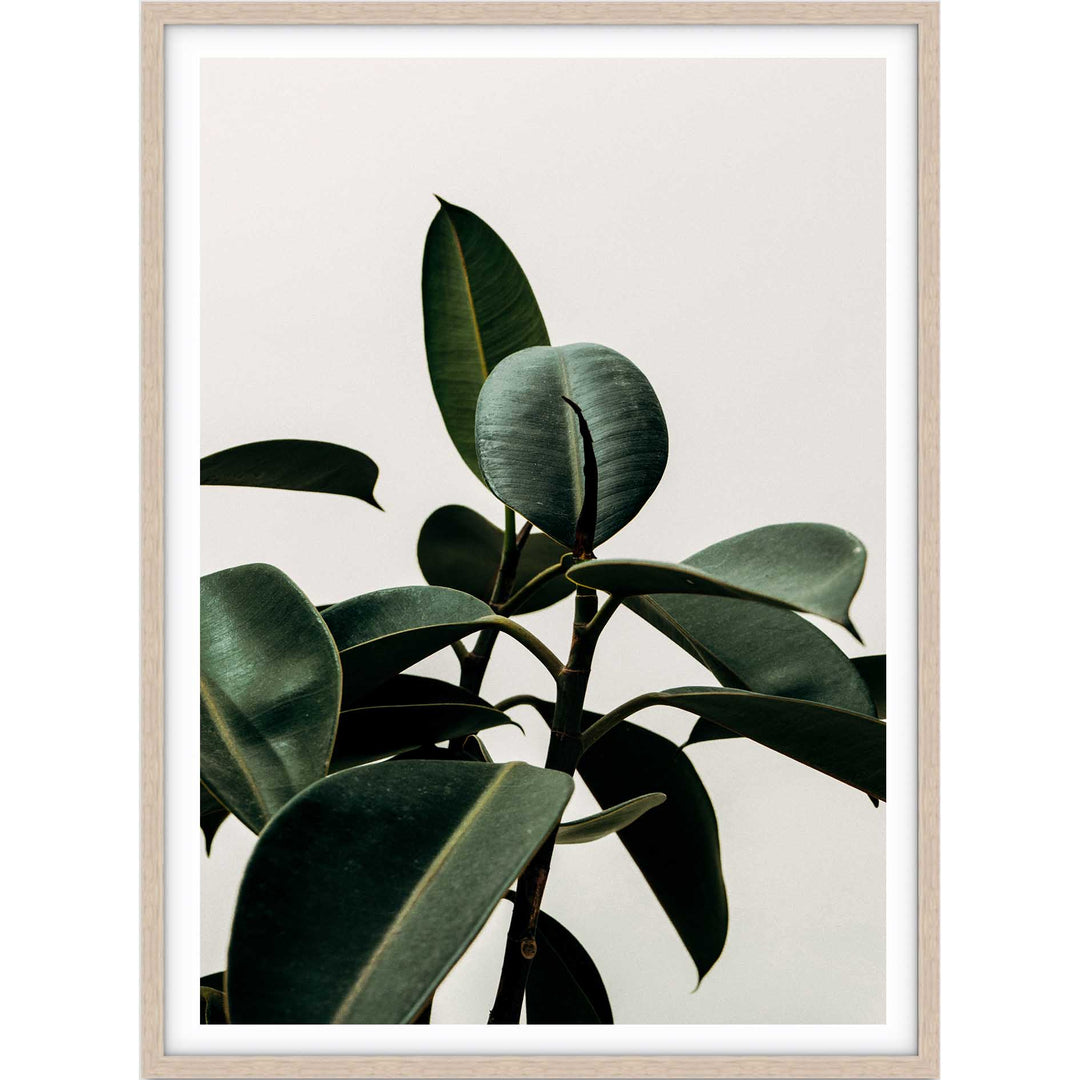 Rubber Plant