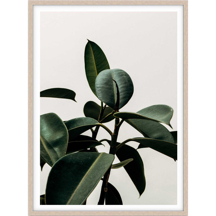 Rubber Plant