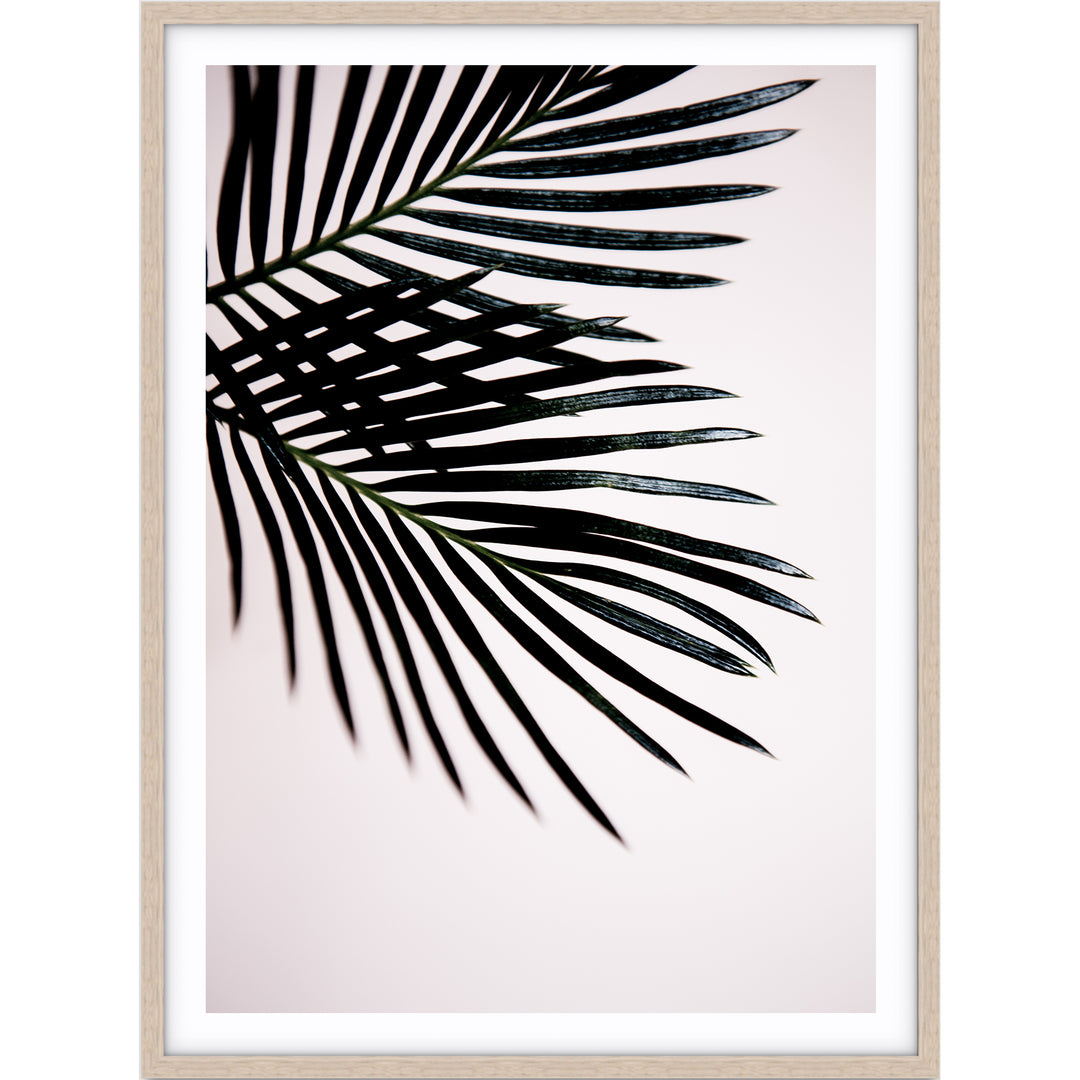 Sago Palm I