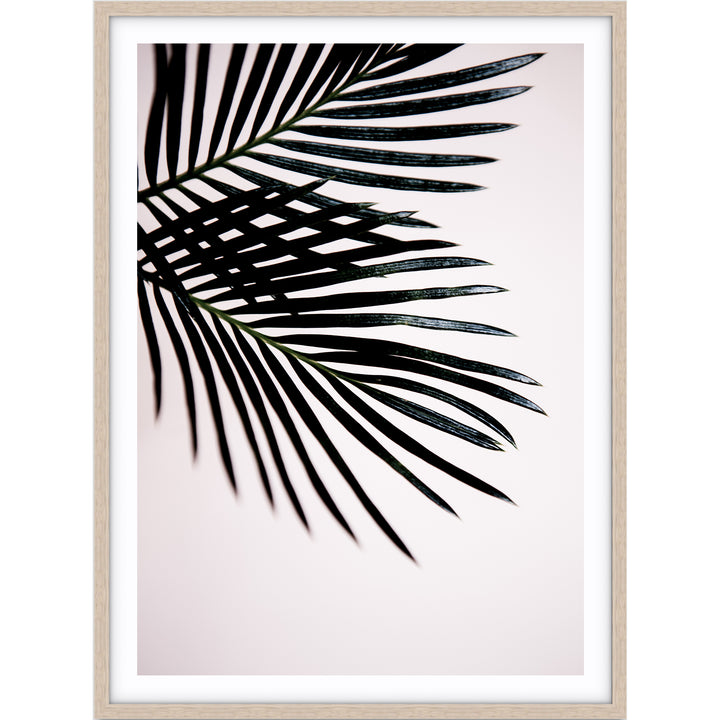 Sago Palm I