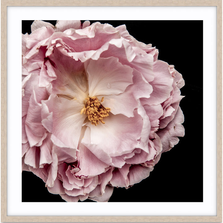 Full Bloom Peony II - SQUARE