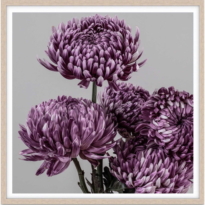 Mauve Chrysanthemum II - SQ