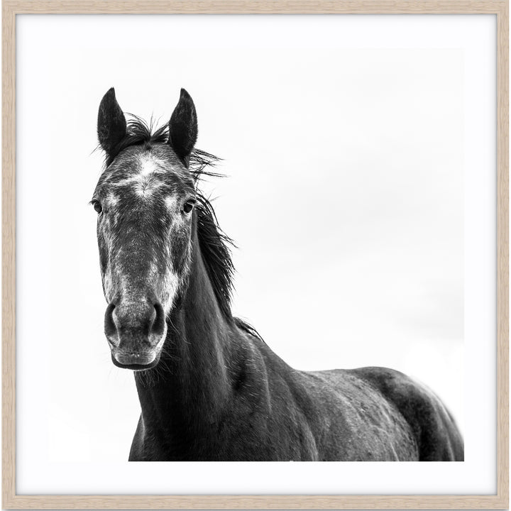Horse I - SQUARE