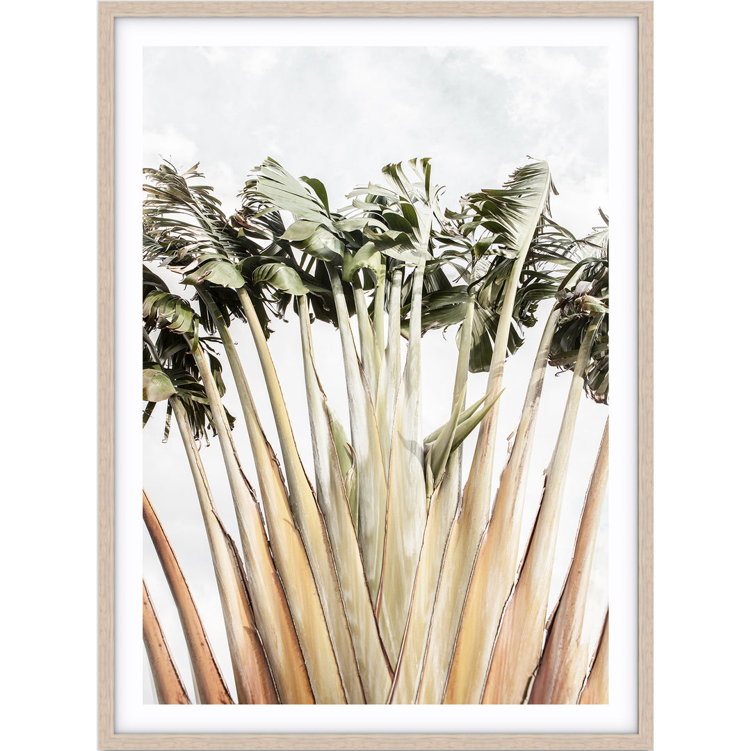 Travellers Palm II