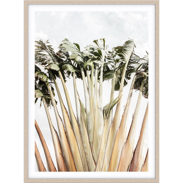Travellers Palm II