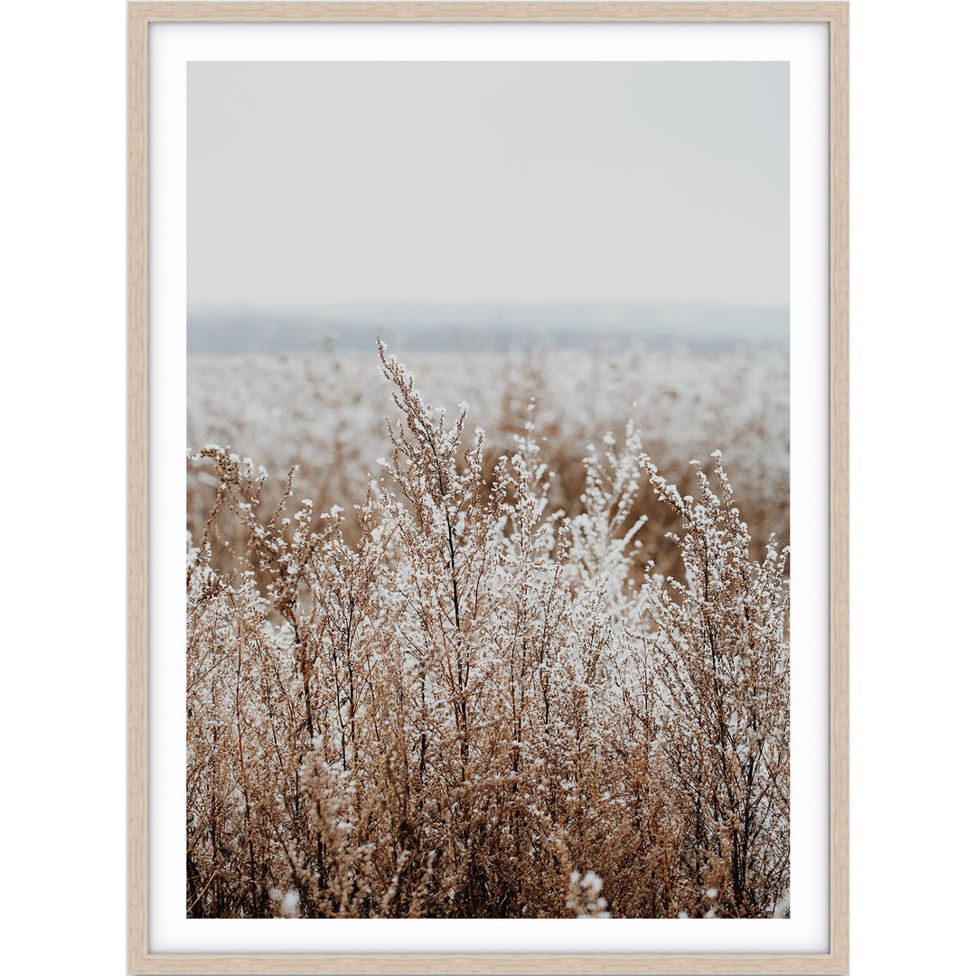 Country Grass no.2