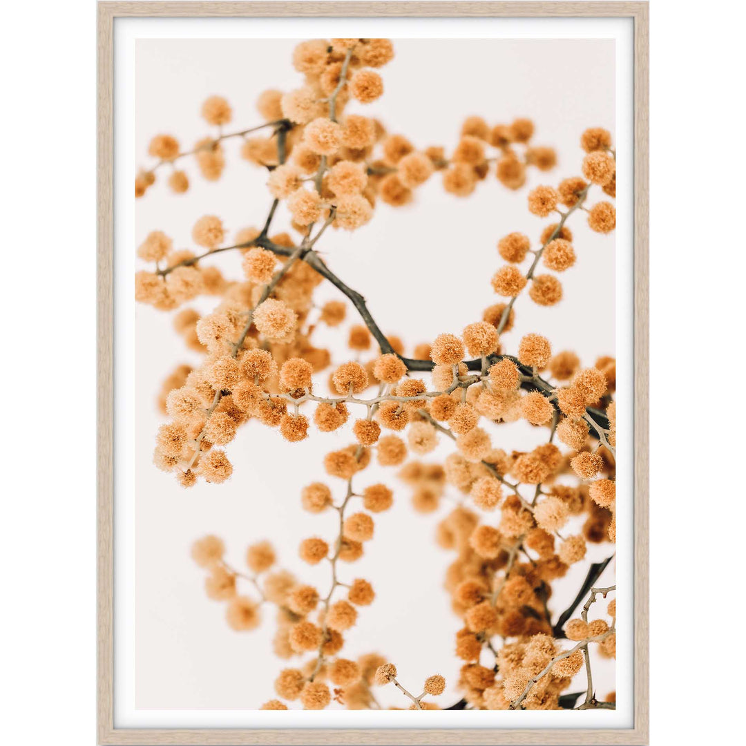 Wattle on Pink I