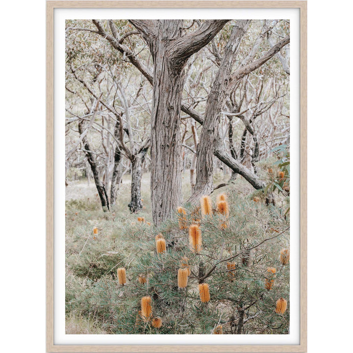 Banksia III - Frazer Beach