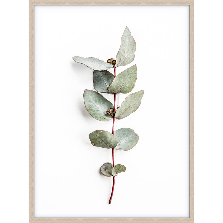 Eucalyptus Leaves no.2