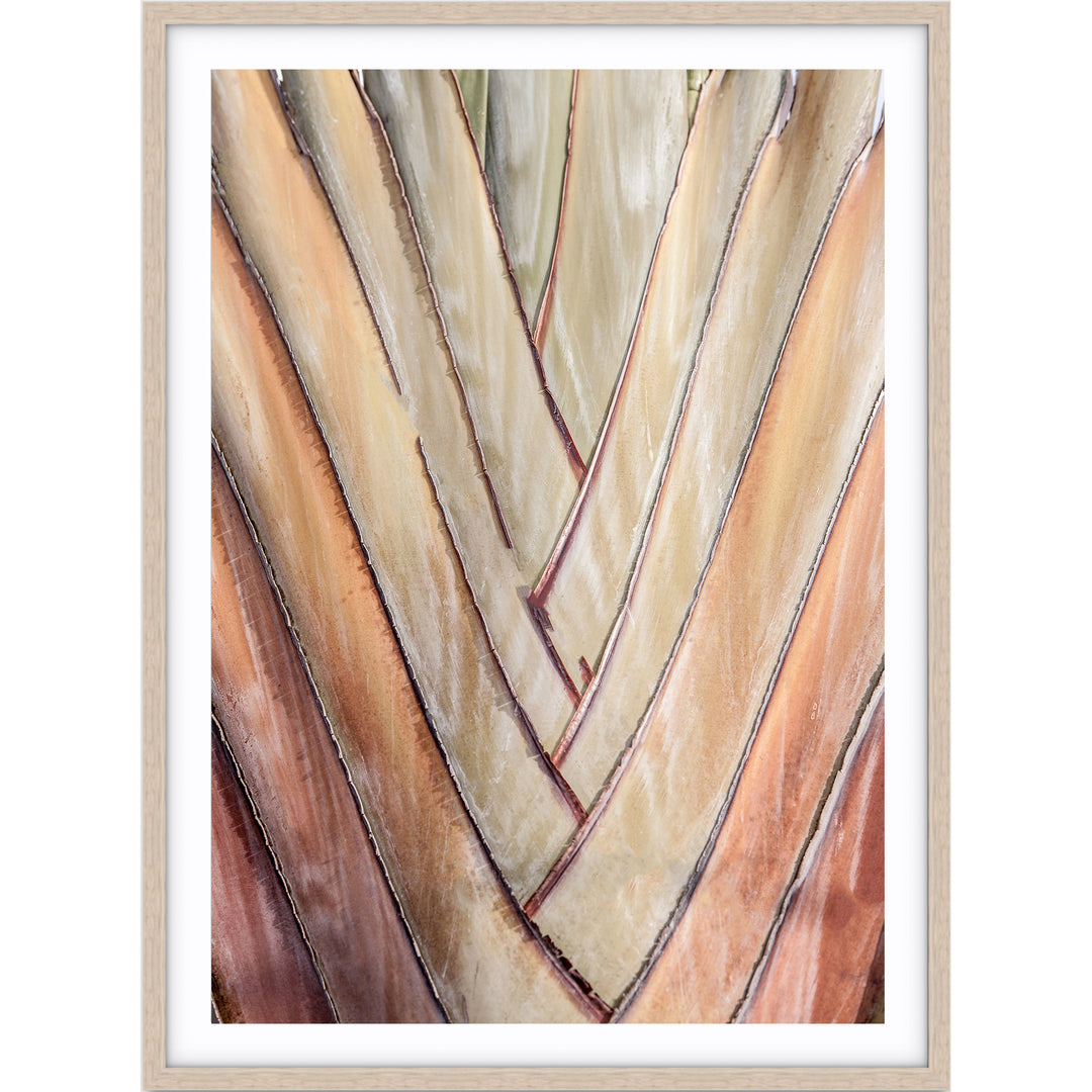 Travellers Palm I