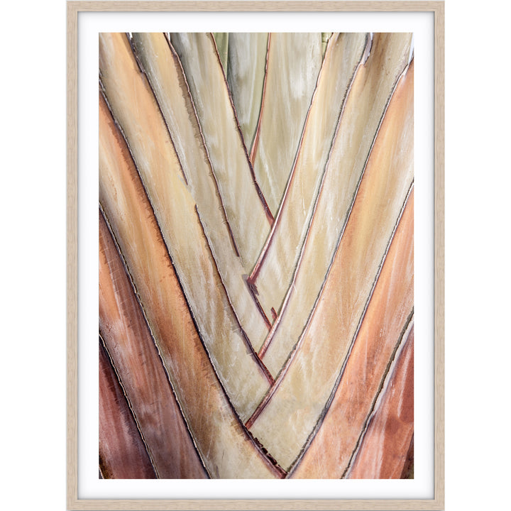 Travellers Palm I