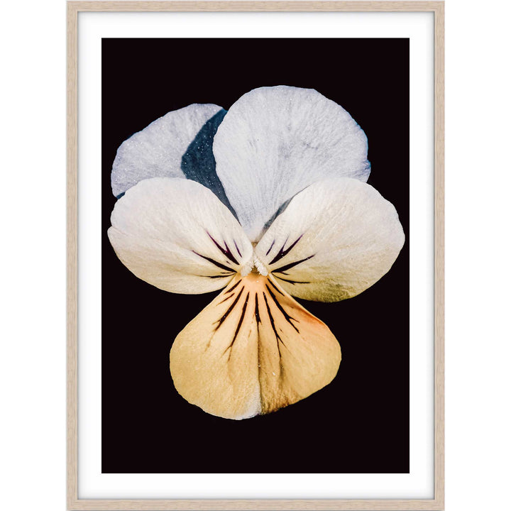 Pansy no.1