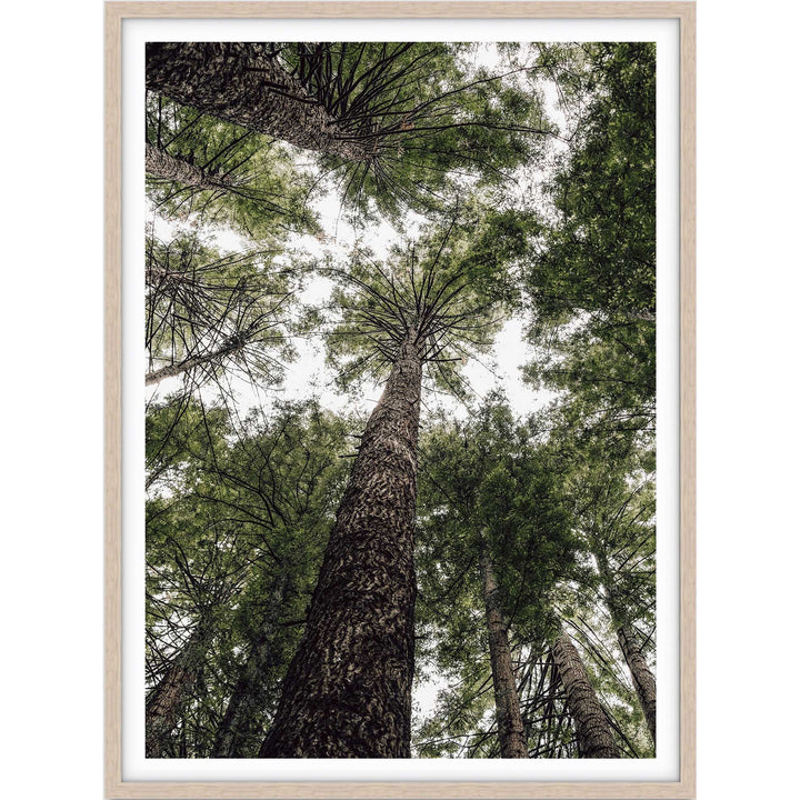 Californian Redwoods no.1 - The Otways