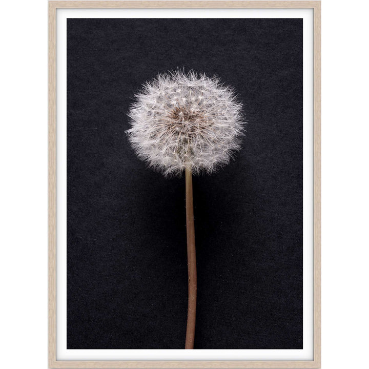 Dandelion no.3