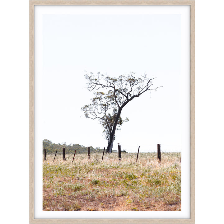 Outback no.1 - The Hunter Valley