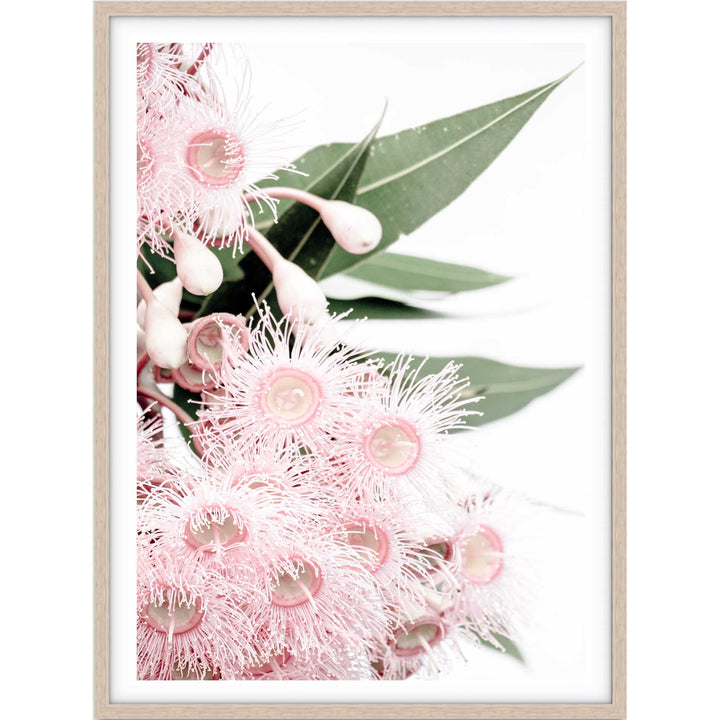 Icy Pink Eucalyptus no.2