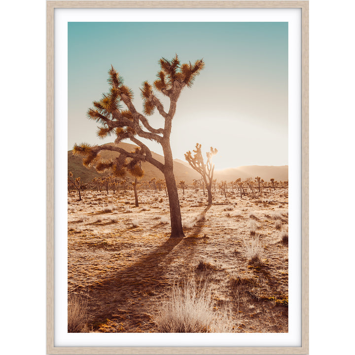 Joshua Tree At Sunset