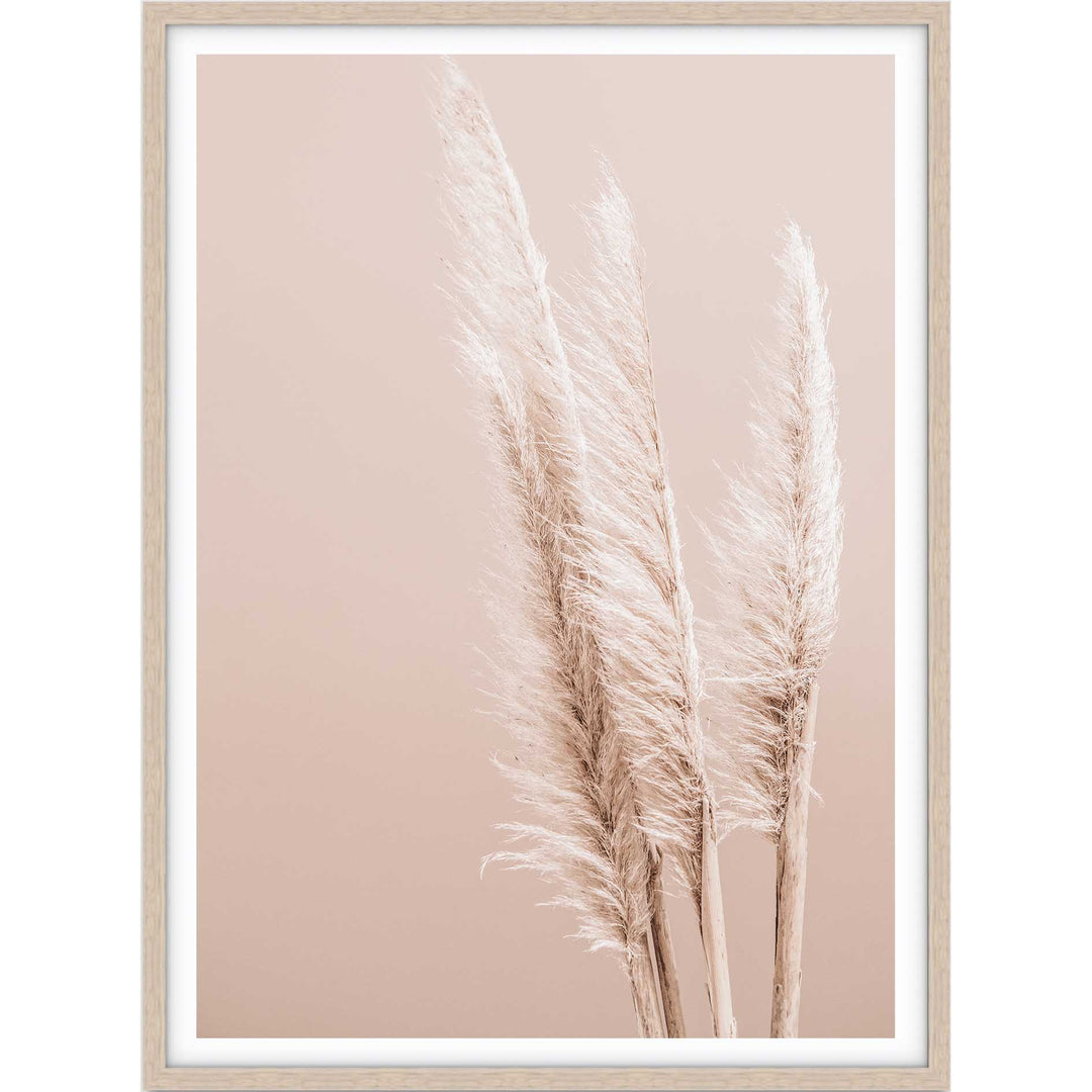 Pampas on Peach