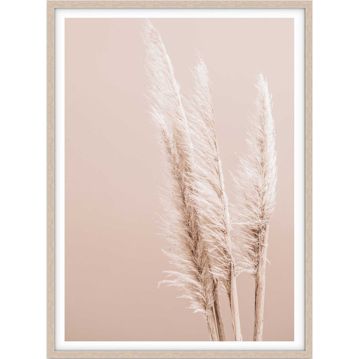 Pampas on Peach