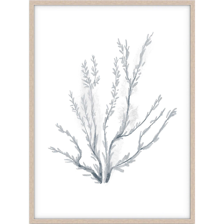 Coral no.3
