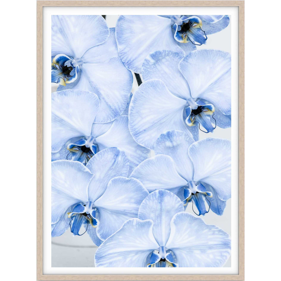 Blue Orchid no.1
