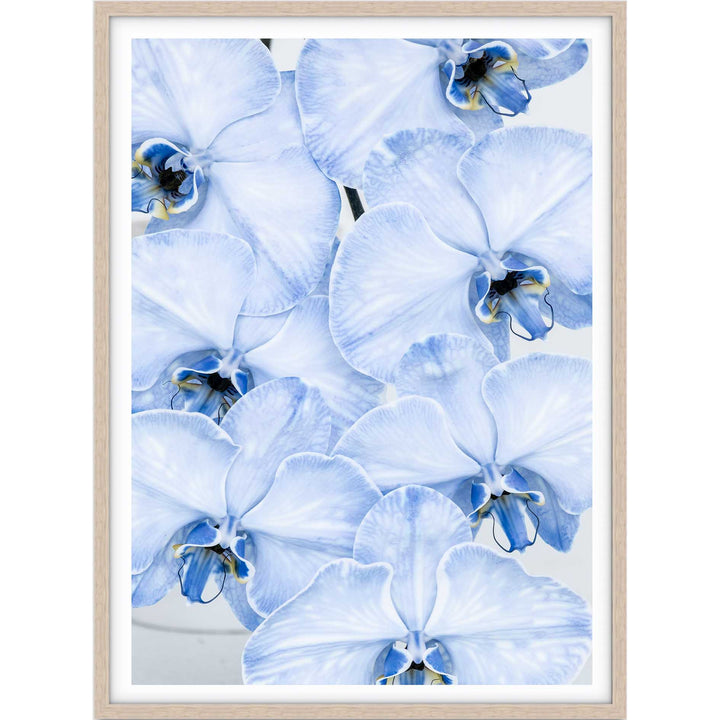 Blue Orchid no.1