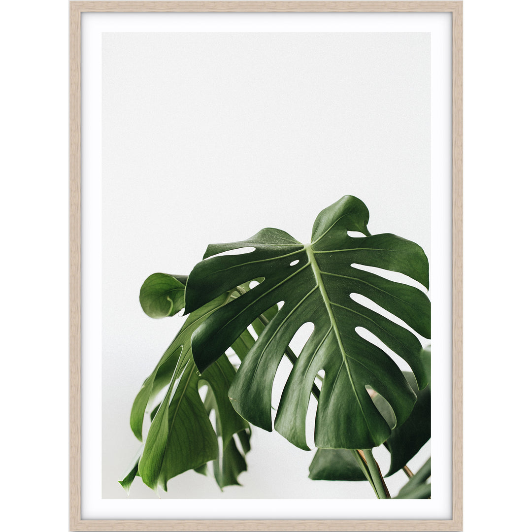 Monstera Leaf