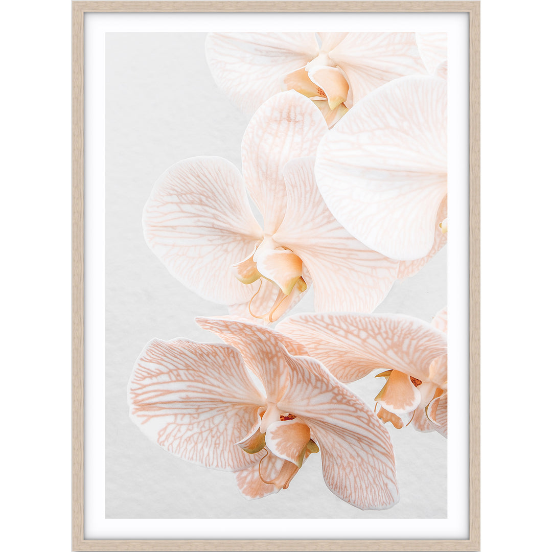 Orchid III