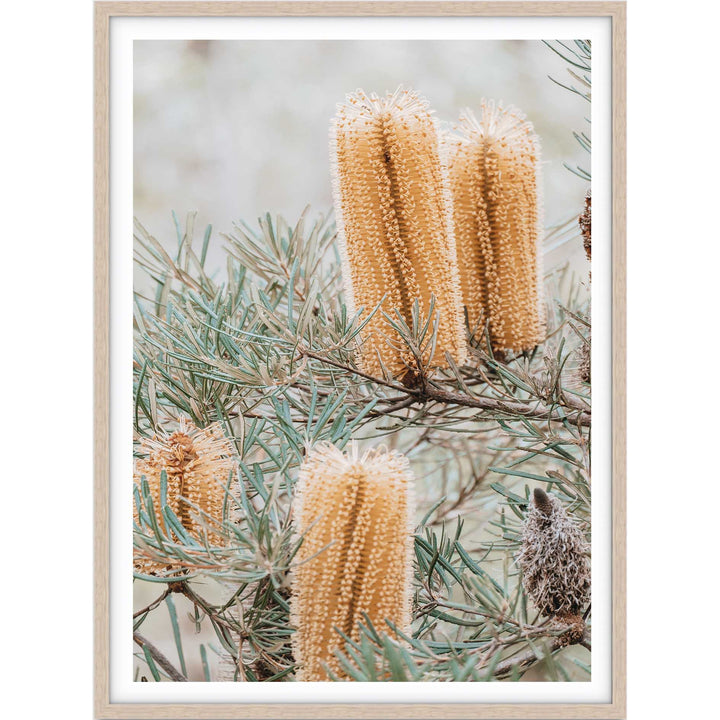 Banksia I - Frazer Beach