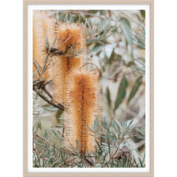Banksia II - Frazer Beach