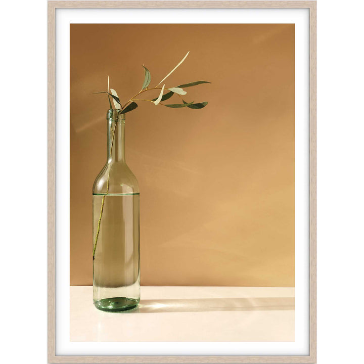 Eucalyptus Stem