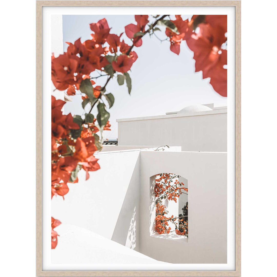 Bouganvillea no.1