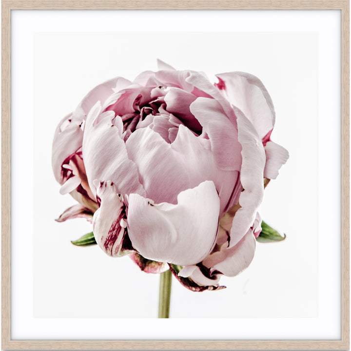Peony I - SQUARE