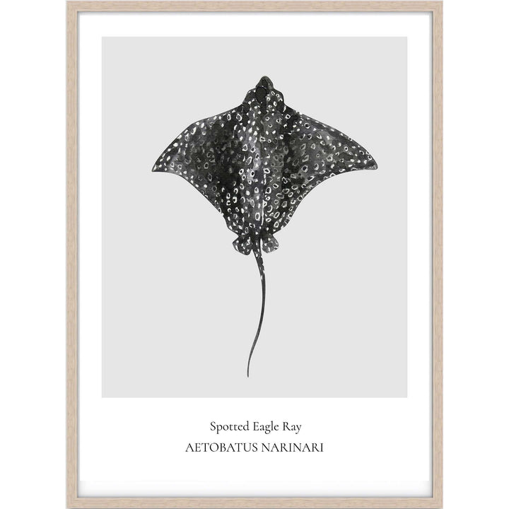 Spotted Eagle Ray