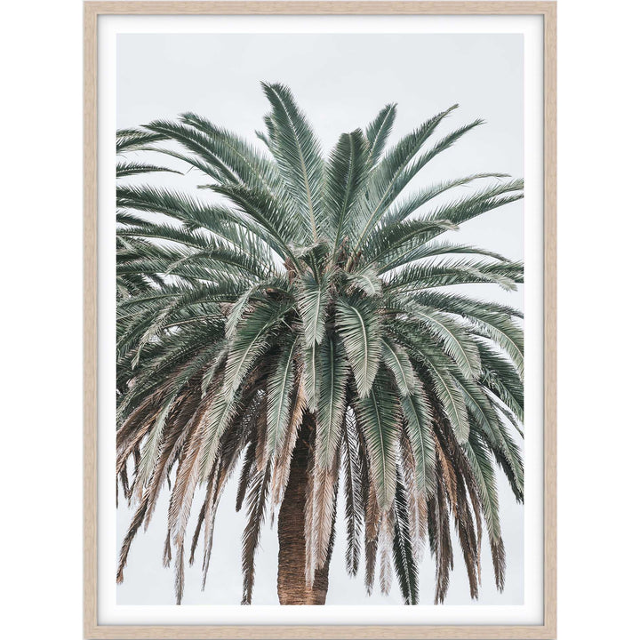 Jungle Palms no.2