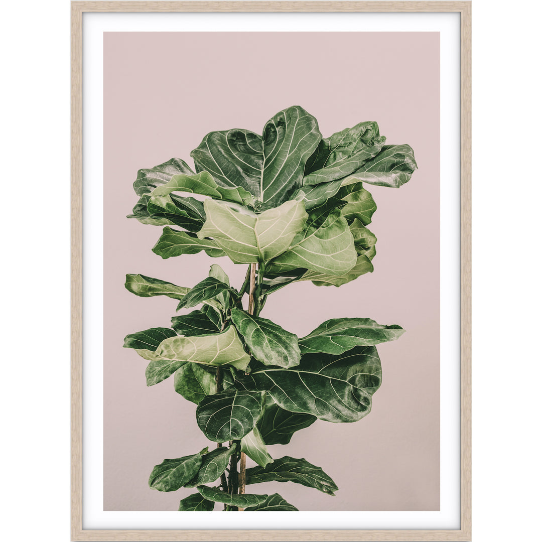 Fiddle Leaf On Pink