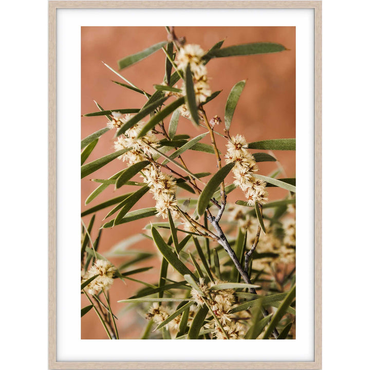 Outback Floral