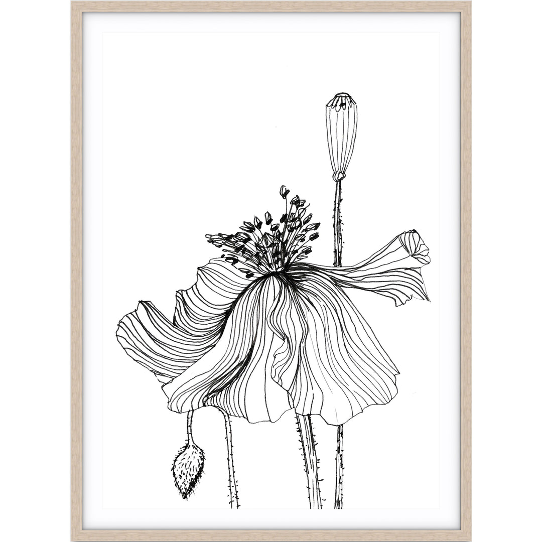 Poppy Sketch