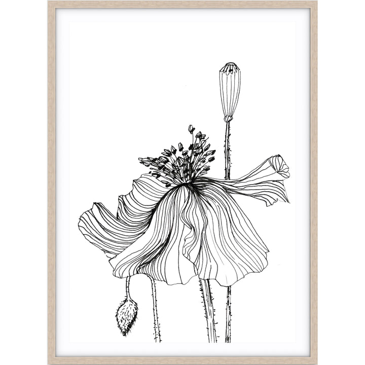 Poppy Sketch