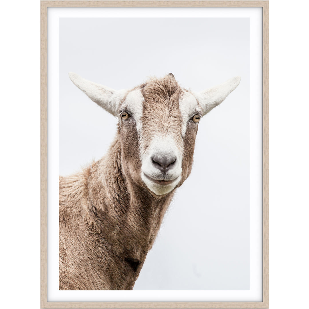 Mr Goat