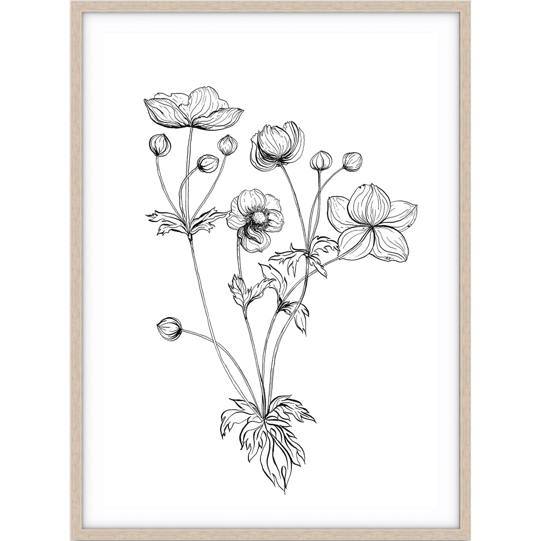 Anemone Sketch