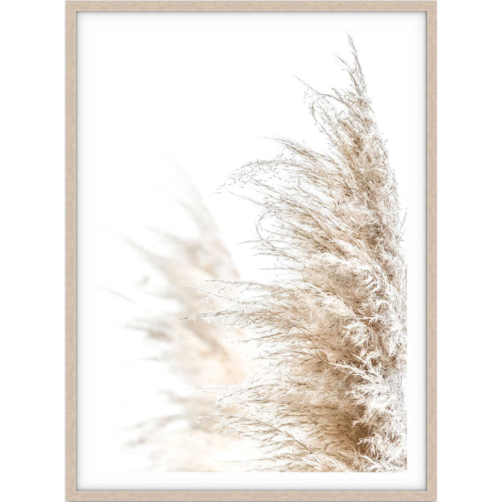Pampas Grass no.1