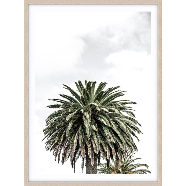 Palm III